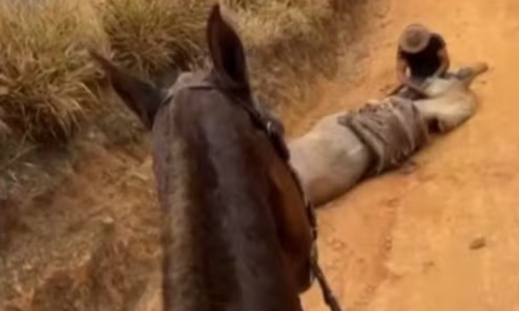 Homem que mutilou patas de cavalo vivo em Bananal é preso em operação contra tráfico de drogas
