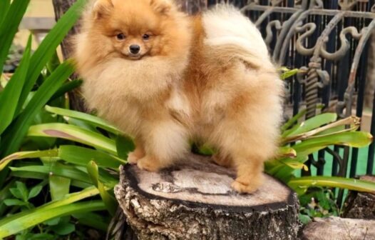 A explosão dos canis ilegais e a urgência da compra consciente