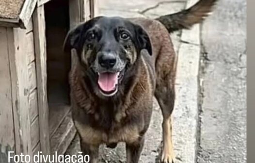 Mais do que comoção, o caso Orelha expõe a urgência da educação em direitos dos animais