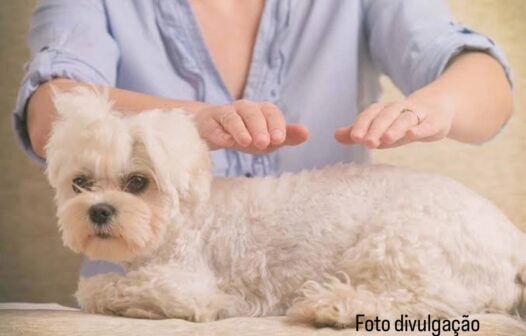 Quando o silêncio cura: Reiki fortalece vínculos entre humanos e pets