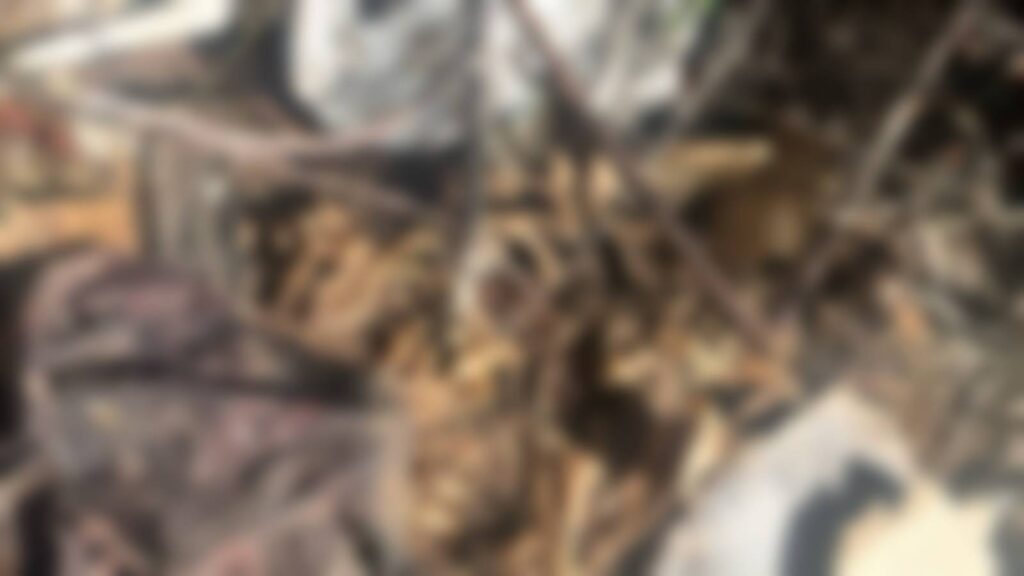 Ossada humana é encontrada em área de mata entre Fortaleza e Caucaia