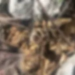 Ossada humana é encontrada em área de mata entre Fortaleza e Caucaia