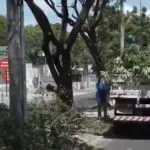 Queda de árvore derruba muro e poste no Genibaú durante fortes chuvas em Fortaleza