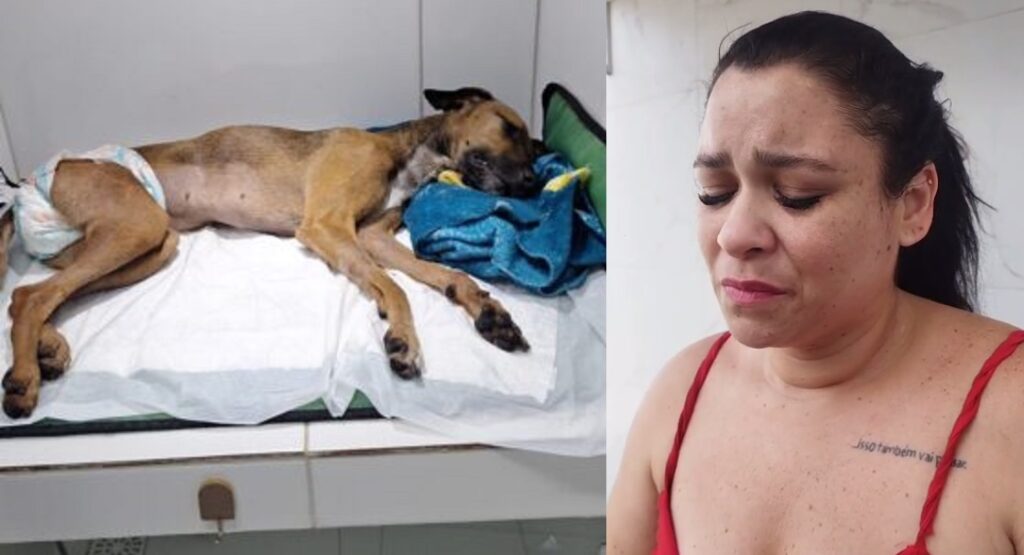 Cadela Rapunzel: tutora vai se mudar de casa após cachorra ser estuprada e morta no Ceará