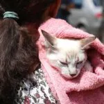 Fortaleza terá mutirão gratuito de castração de gatos neste fim de semana; saiba como participar