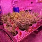 Operação da Polícia Civil desfaz plantação de maconha com 330 pés em pousada em Caucaia, no Ceará