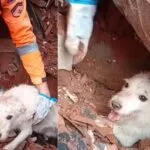 Cachorro é resgatado com vida após casa desabar durante chuvas em Minas Gerais