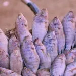 Ceará investe em tecnologia na produção de camarão e tilápia