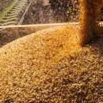 Agricultura: Brasil embarca primeira carga de DDG para China