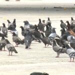 Pombos aglomerados em rodoviária de Fortaleza representam risco à saúde, alerta infectologista