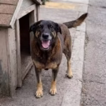 Cão Orelha: polícia conclui inquérito e pede internação de apenas um dos quatro adolescentes investigados