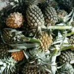 Oferta elevada de abacaxi garante preços acessíveis na Ceasa de Maracanaú