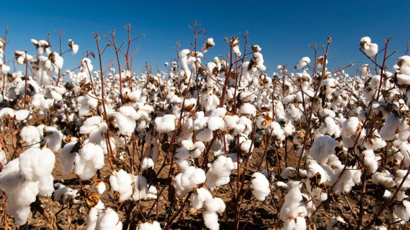 Rota da Moda: Ceará aposta na retomada da produção de algodão