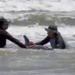 Golfinho é encontrado encalhado na Praia do Mangue Seco, próximo a Jericoacoara, no Ceará
