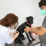 VetMóvel oferece serviços veterinários gratuitos em Fortaleza até 31 de março