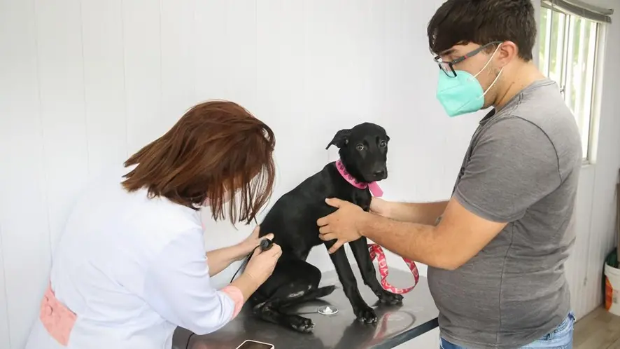 VetMóvel oferece serviços veterinários gratuitos em Fortaleza até 31 de março