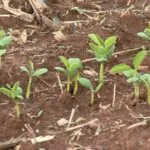 Produção de soja impulsiona economia e fortalece agronegócio em Limoeiro do Norte