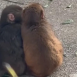 Punch, o macaco órfão, troca pelúcia por companhia e é flagrado trocando carinhos com fêmea