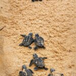 130 filhotes de tartaruga-de-pente, espécie ameaçada, nascem em Paracuru