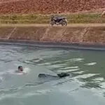 Agricultores resgatam vaca que caiu no Canal da Integração em Jaguaribara, no Ceará