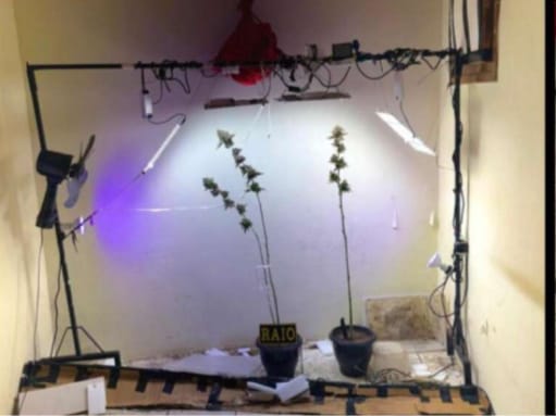 Homem é preso em casa onde mantinha estufa para plantio de droga em Fortaleza