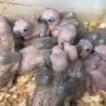 Homem é preso em Fortaleza com 22 aves silvestres em situação de maus-tratos e espécies em extinção