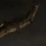Jacaré é flagrado em rua e assusta moradores no interior do Ceará
