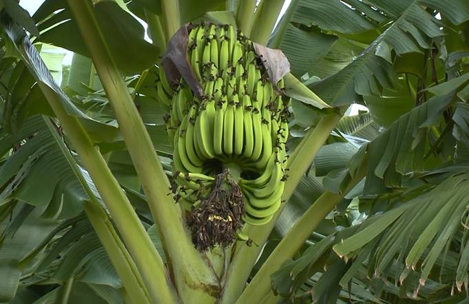 Limoeiro do Norte investe na produção de banana e pitaya e se destaca no Ceará