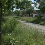 Mato alto em canteiros de Fortaleza preocupa moradores e dificulta travessia de pedestres