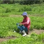 Produção de hortaliças movimenta agricultura familiar e garante renda a famílias em Quixeramobim