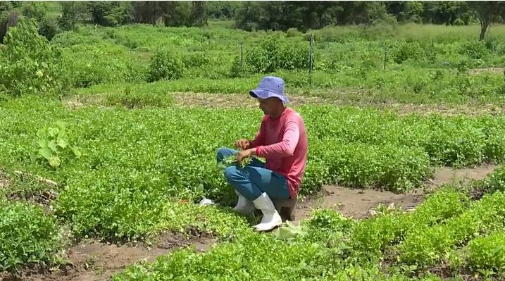 Produção de hortaliças movimenta agricultura familiar e garante renda a famílias em Quixeramobim