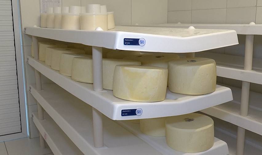 Queijo coalho maturado de alto padrão coloca Quixeramobim no mapa da produção gourmet no Brasil