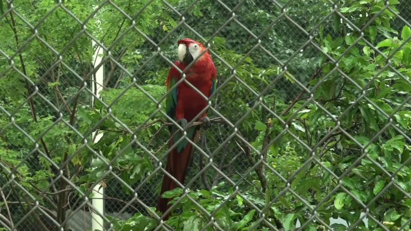 Parque Zoobotânico de Fortaleza é reinaugurado nas comemorações dos 300 anos