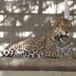 Zoológico de Fortaleza abre no feriado de Tiradentes; saiba o horário 