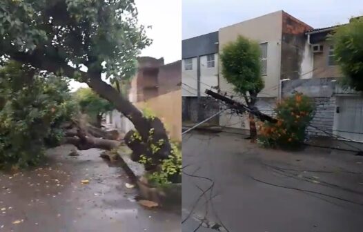 Árvores caem após chuva forte e deixam moradores sem energia em Fortaleza