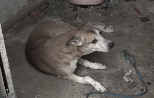 Cachorro com patas quebradas ganha novo lar após denúncia na TV Cidade