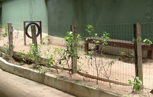Espaço pet ganha força em condomínios de Fortaleza e muda rotina de moradores
