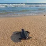 Filhotes de tartarugas são guiados ao mar por ONG na Barra do Ceará, em Fortaleza