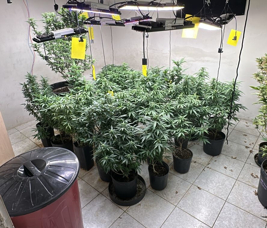 Polícia Civil desativa laboratório com mais de 380 pés de maconha em Fortaleza
