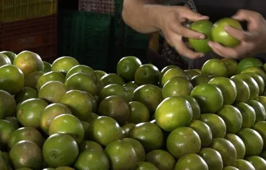 Safra da laranja reduz preços e aumenta oferta no Ceará