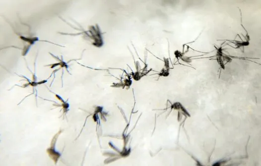 Brasil soma quase 1 milhão de casos prováveis de dengue