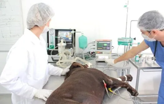 Petshops não podem realizar cirurgias em animais, alerta Conselho
