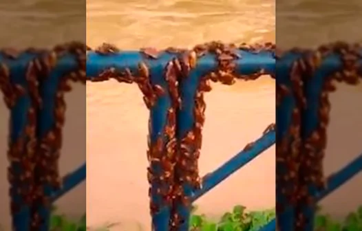 Baratas invadem cidade mineira e vídeos viralizam na internet