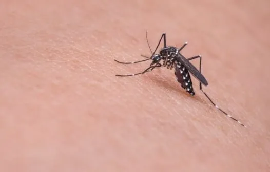 Brasil contabiliza quase mil mortes por dengue em investigação