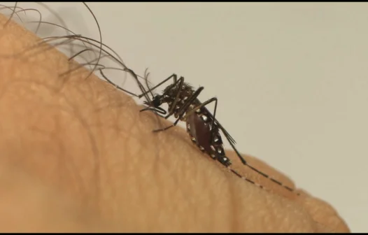 Casos de dengue disparam, e Brasil já registra um aumento de 85% nos três primeiros meses de 2022