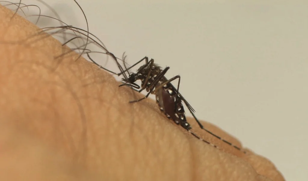 Brasil registra mais de 500 mil casos prováveis de dengue em 2024