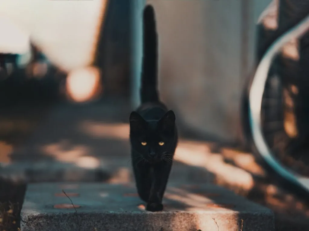 Gato salta do quinto andar de um prédio em chamas e sai ileso