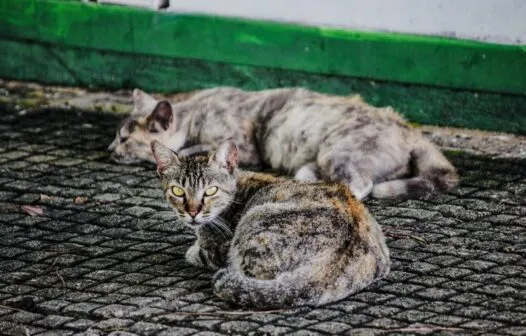 Conselho Regional de Medicina Veterinária do Ceará promove campanha contra a crueldade e maus-tratos a animais