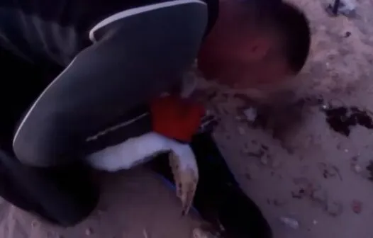 Mergulhador faz respiração boca a boca em tartaruga para reanimá-la; veja o vídeo