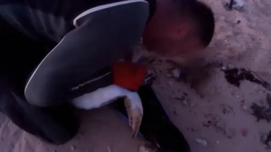 Mergulhador faz respiração boca a boca em tartaruga para reanimá-la; veja o vídeo